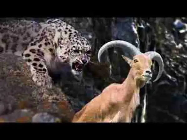 Video: THE WORLD